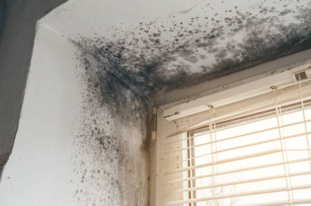 Affordable Black Mold Remediation solutions in Pinecliffe, CO